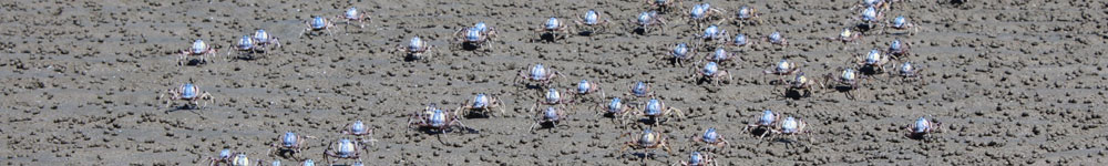 banner 4 Horchner family tree